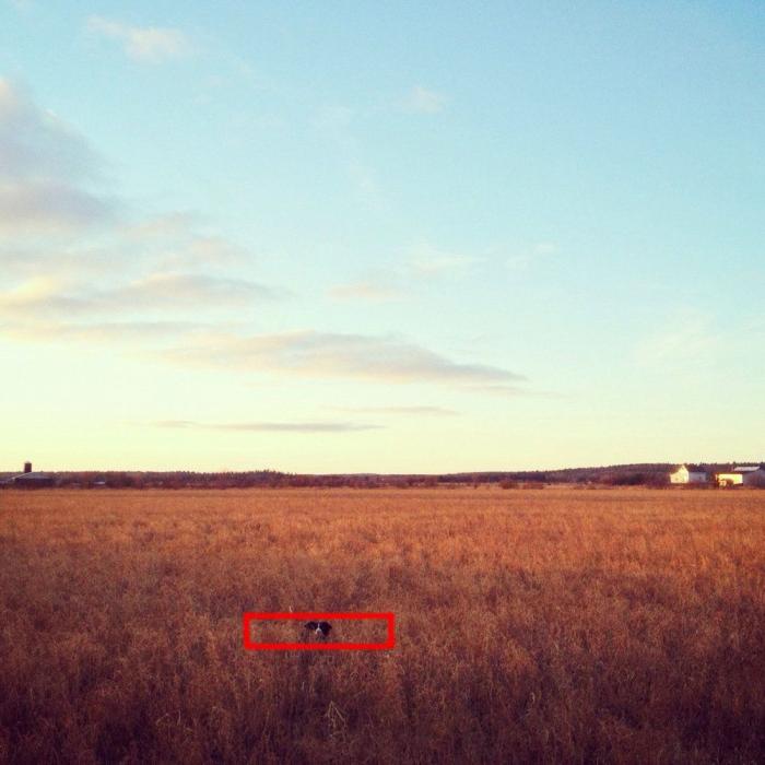 "Dónde está Wally", versión Instagram: el perro que nunca ves al primer vistazo (FOTOS)