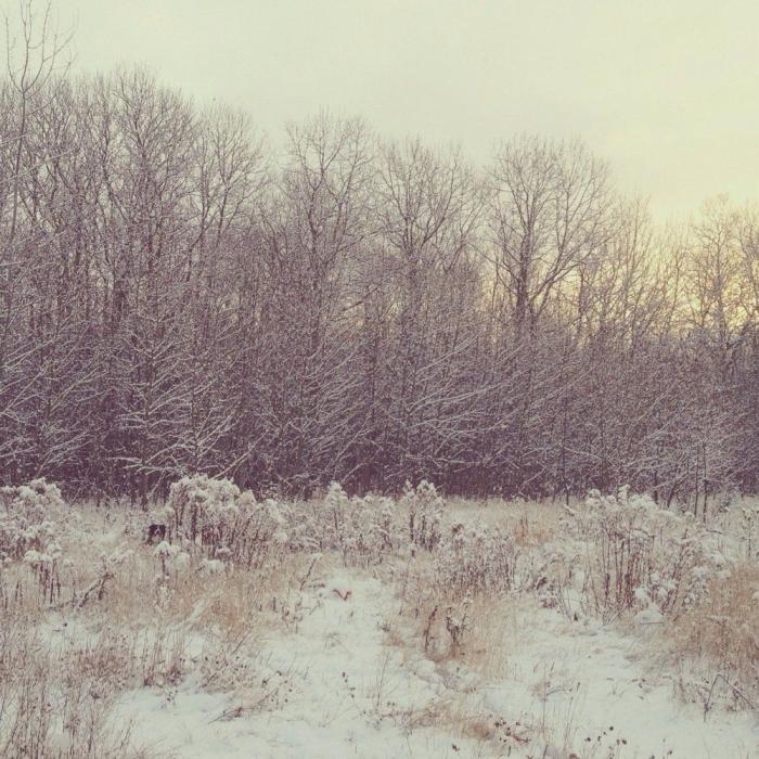 "Dónde está Wally", versión Instagram: el perro que nunca ves al primer vistazo (FOTOS)