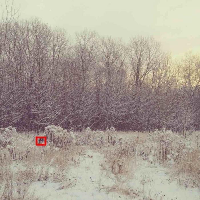 "Dónde está Wally", versión Instagram: el perro que nunca ves al primer vistazo (FOTOS)