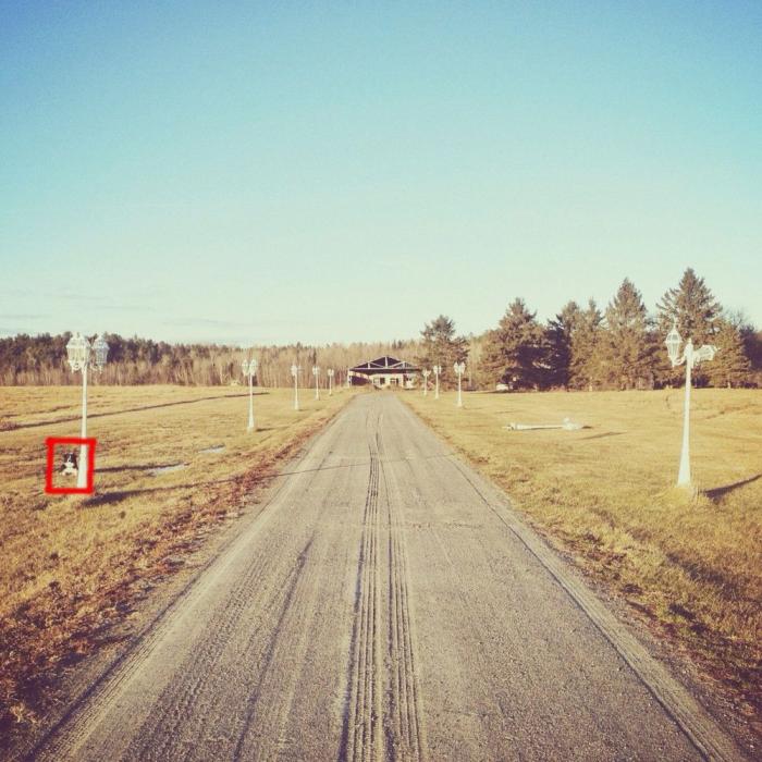 "Dónde está Wally", versión Instagram: el perro que nunca ves al primer vistazo (FOTOS)