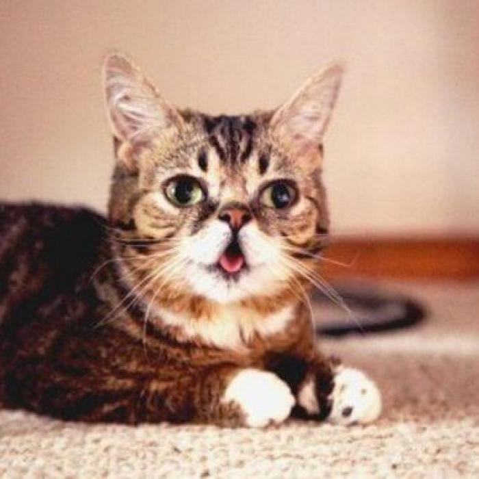 Snoopybabe: Instagram tiene una nueva celebrity gatuna (FOTOS)