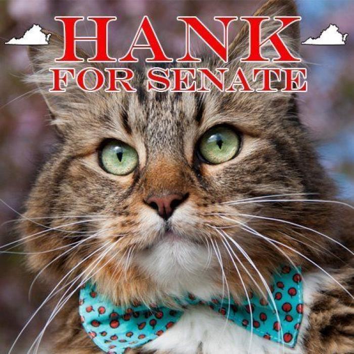 Snoopybabe: Instagram tiene una nueva celebrity gatuna (FOTOS)