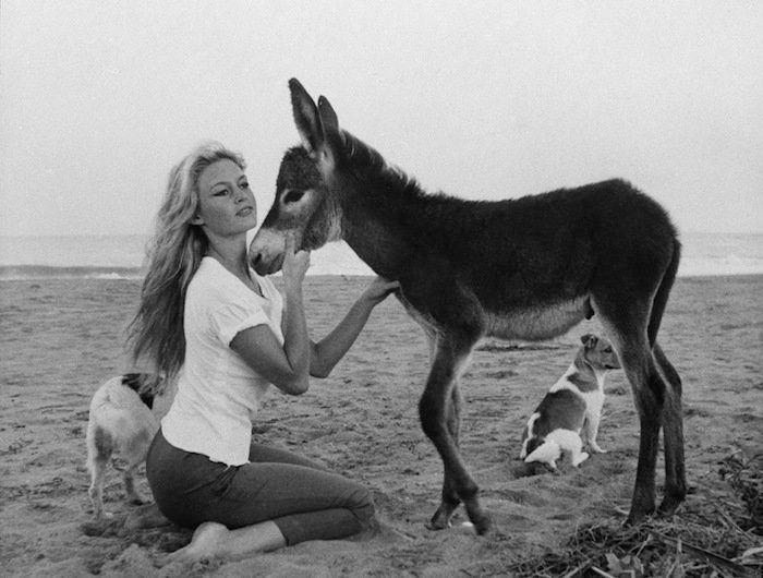 Los bichinos de la semana: animales con famosos (FOTOS)