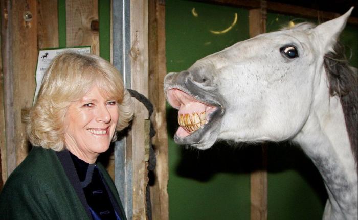 Los bichinos de la semana: animales con famosos (FOTOS)