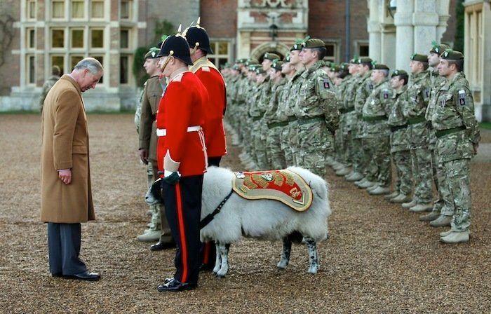 Los bichinos de la semana: animales con famosos (FOTOS)