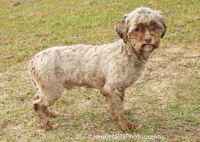 Perro con cara de persona: la llamada a la adopción de Tonik se convierte en viral (FOTOS)