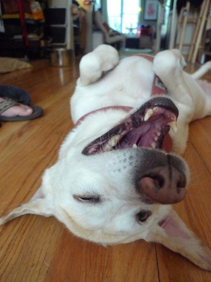 Cada cuánto tengo que bañar a mi perro