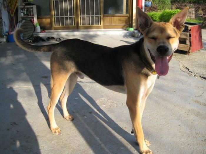 Cada cuánto tengo que bañar a mi perro