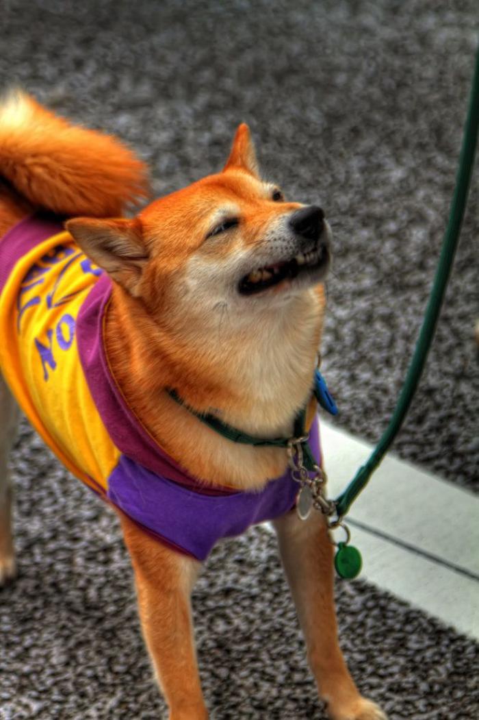 Cada cuánto tengo que bañar a mi perro