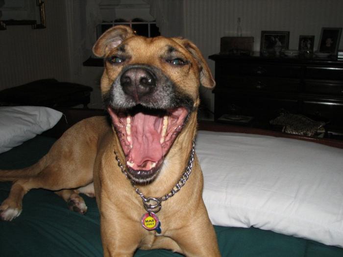 Cada cuánto tengo que bañar a mi perro