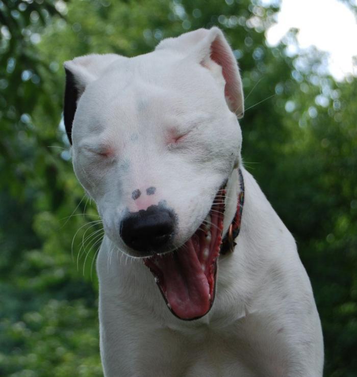 Cada cuánto tengo que bañar a mi perro