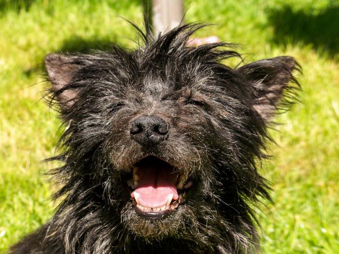 Cada cuánto tengo que bañar a mi perro