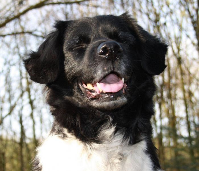 Cada cuánto tengo que bañar a mi perro