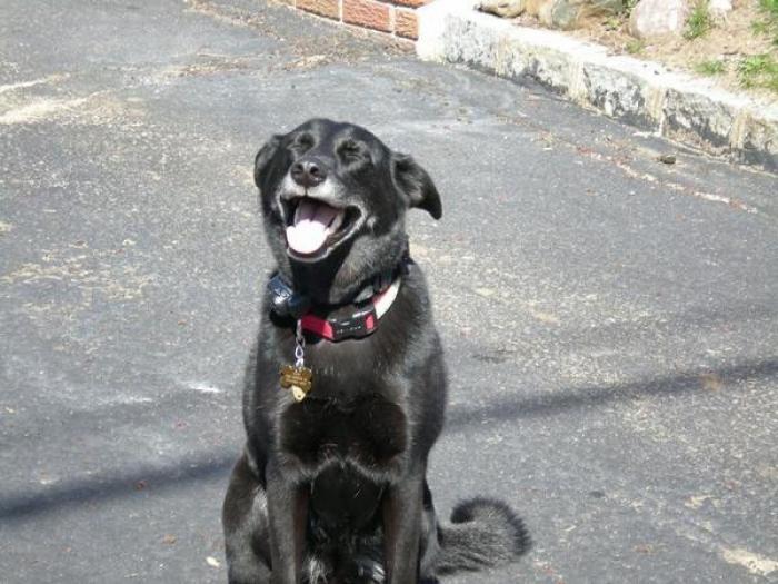 Cada cuánto tengo que bañar a mi perro