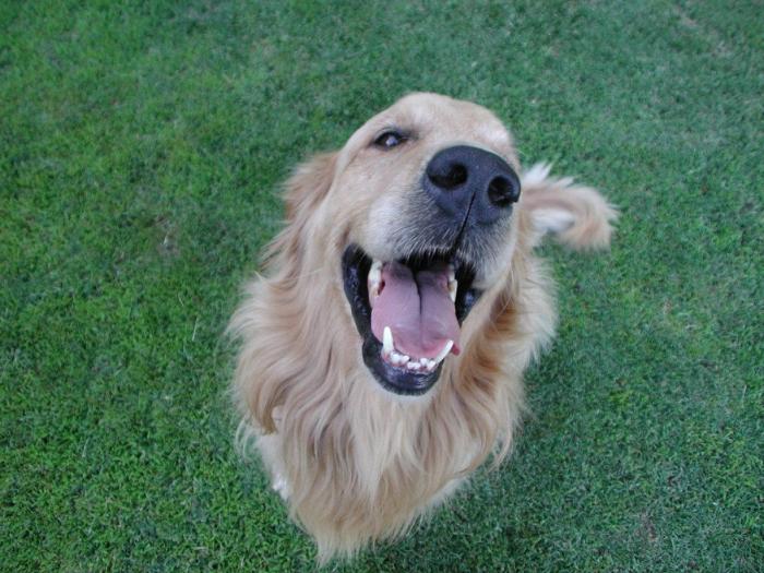 Cada cuánto tengo que bañar a mi perro