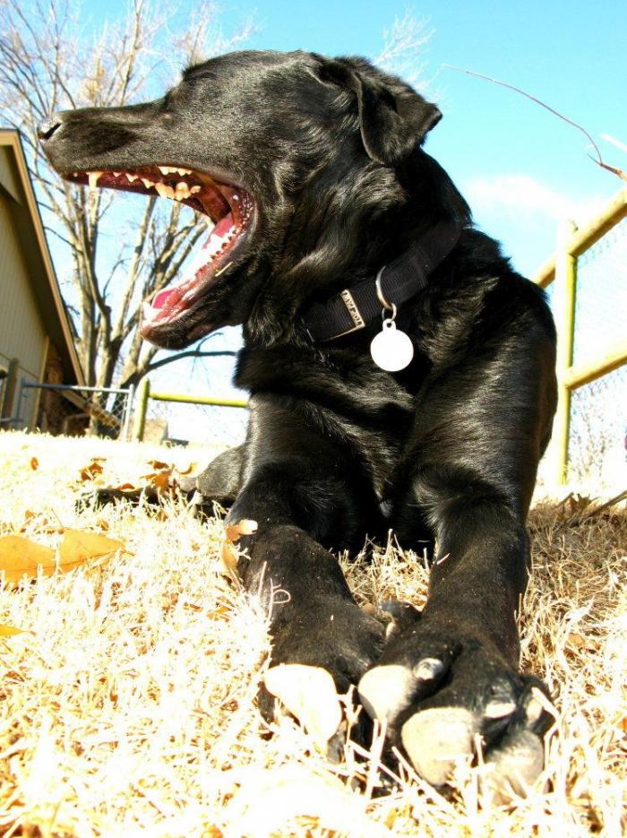 Cada cuánto tengo que bañar a mi perro