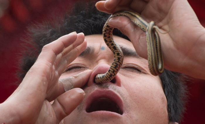 Serpiente por la nariz para celebrar el año nuevo chino (FOTOS)