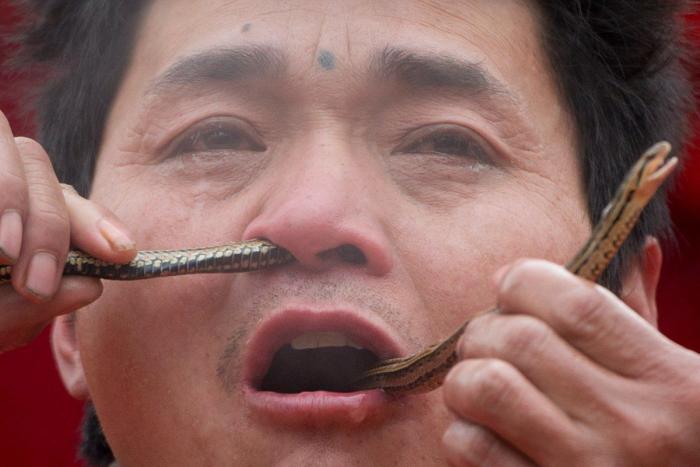 Serpiente por la nariz para celebrar el año nuevo chino (FOTOS)