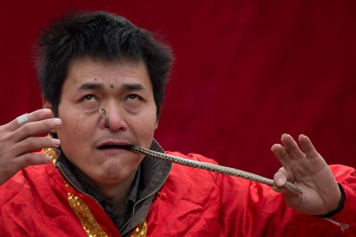 Serpiente por la nariz para celebrar el año nuevo chino (FOTOS)