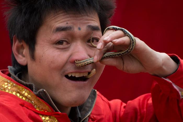Serpiente por la nariz para celebrar el año nuevo chino (FOTOS)