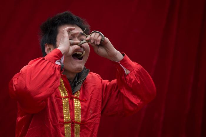 Serpiente por la nariz para celebrar el año nuevo chino (FOTOS)