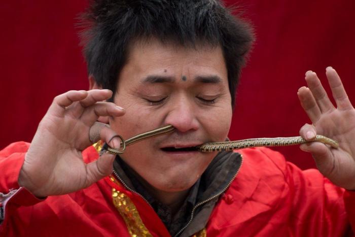 Serpiente por la nariz para celebrar el año nuevo chino (FOTOS)