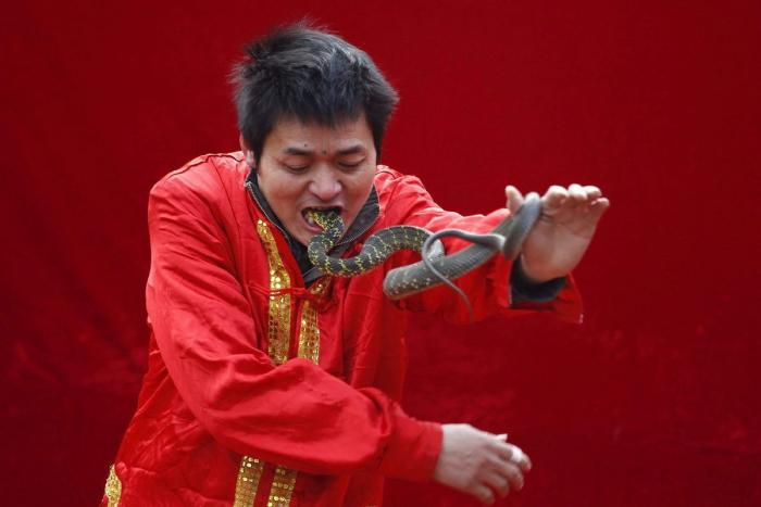 Serpiente por la nariz para celebrar el año nuevo chino (FOTOS)