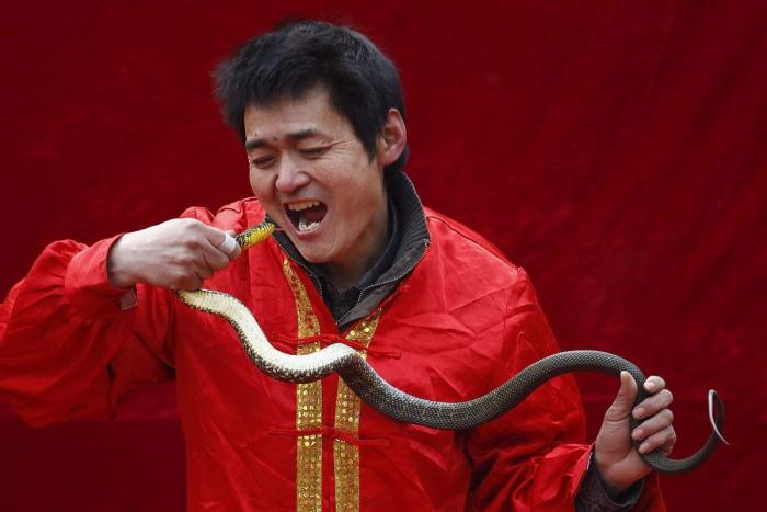 Serpiente por la nariz para celebrar el año nuevo chino (FOTOS)