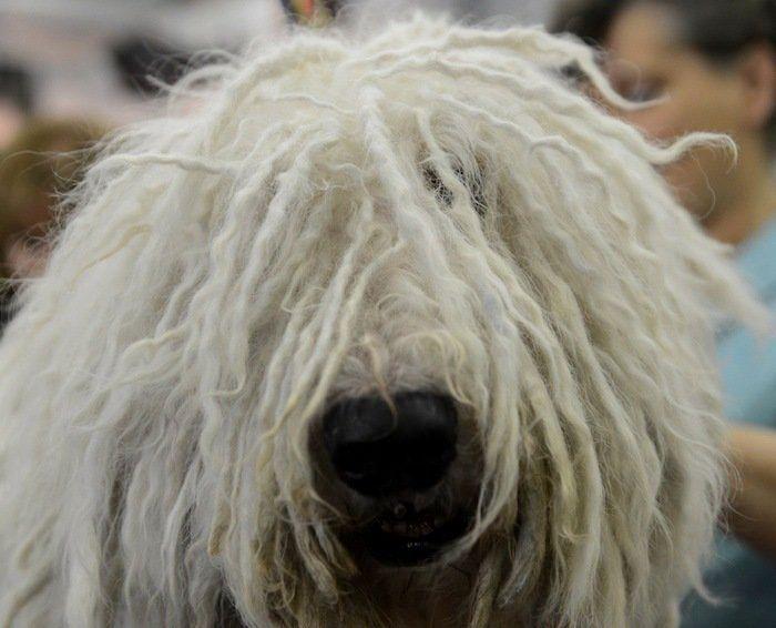 29 cosas que pasan en los concursos de belleza canina (FOTOS)