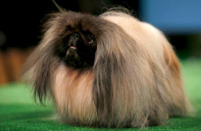 29 cosas que pasan en los concursos de belleza canina (FOTOS)