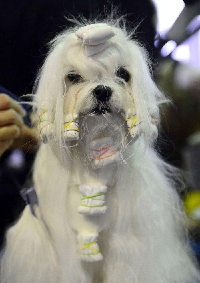29 cosas que pasan en los concursos de belleza canina (FOTOS)