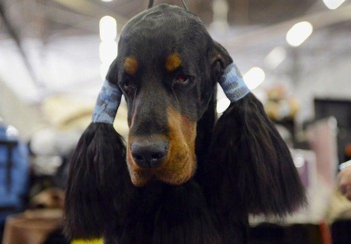 29 cosas que pasan en los concursos de belleza canina (FOTOS)