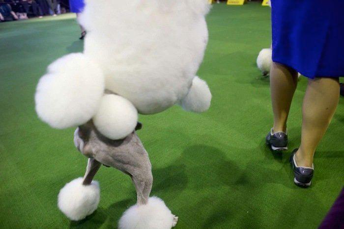 29 cosas que pasan en los concursos de belleza canina (FOTOS)