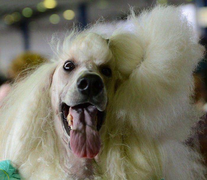 29 cosas que pasan en los concursos de belleza canina (FOTOS)