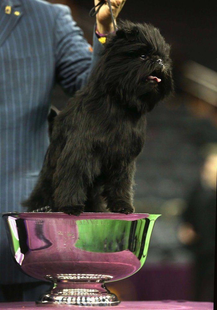 29 cosas que pasan en los concursos de belleza canina (FOTOS)