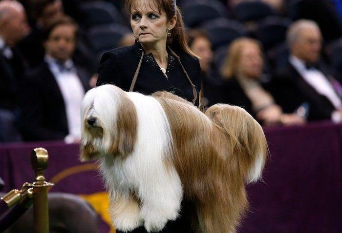 29 cosas que pasan en los concursos de belleza canina (FOTOS)