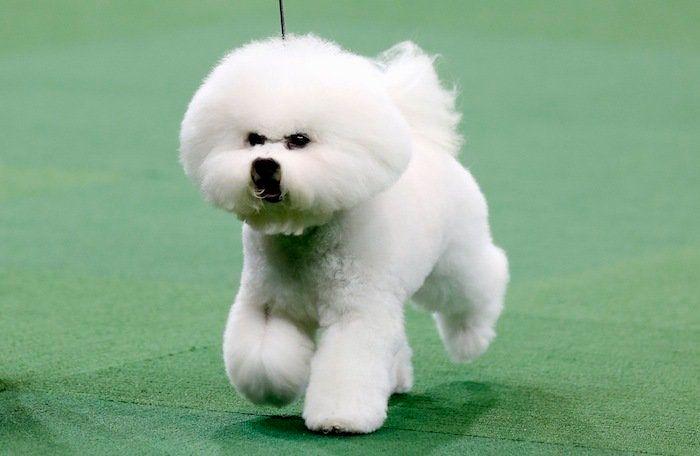 29 cosas que pasan en los concursos de belleza canina (FOTOS)