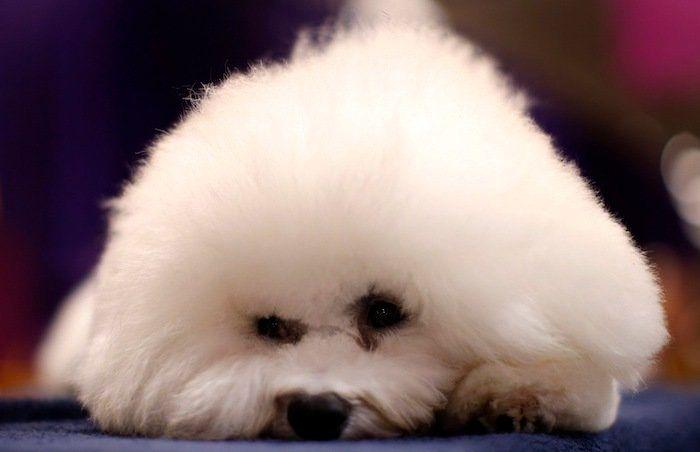 29 cosas que pasan en los concursos de belleza canina (FOTOS)