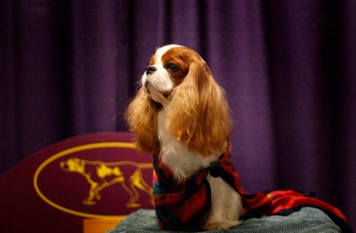 29 cosas que pasan en los concursos de belleza canina (FOTOS)