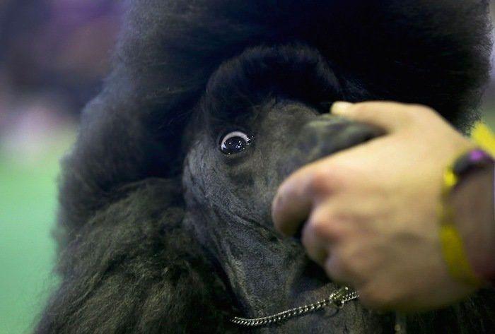 29 cosas que pasan en los concursos de belleza canina (FOTOS)