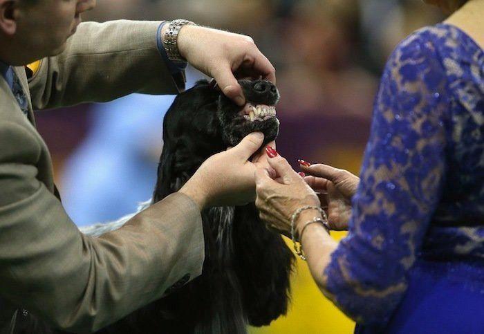 29 cosas que pasan en los concursos de belleza canina (FOTOS)