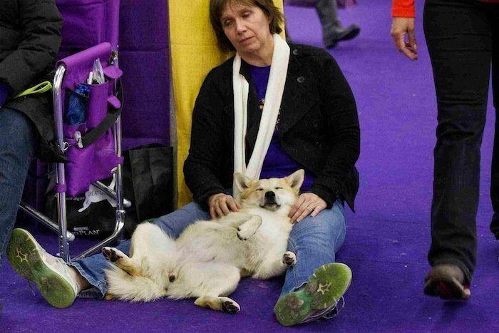 29 cosas que pasan en los concursos de belleza canina (FOTOS)