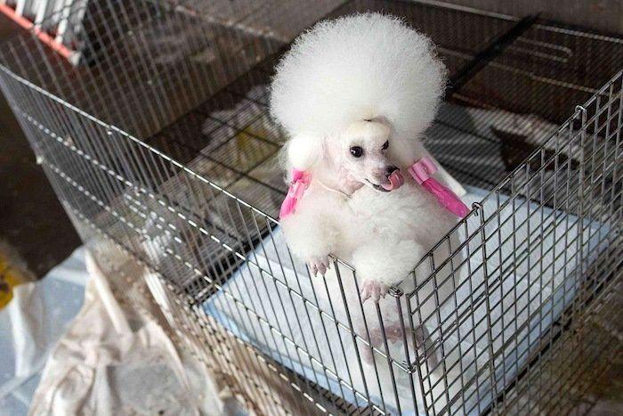 29 cosas que pasan en los concursos de belleza canina (FOTOS)