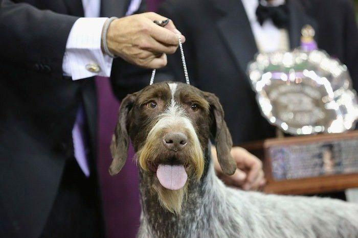 29 cosas que pasan en los concursos de belleza canina (FOTOS)