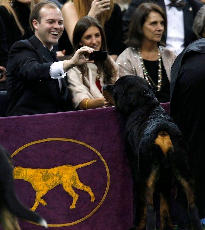 29 cosas que pasan en los concursos de belleza canina (FOTOS)