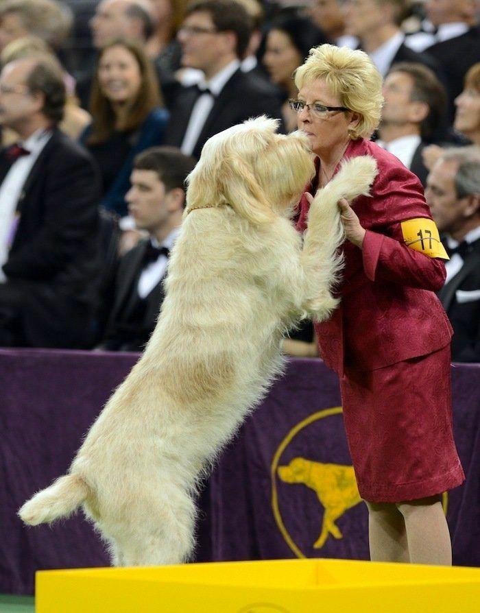 29 cosas que pasan en los concursos de belleza canina (FOTOS)
