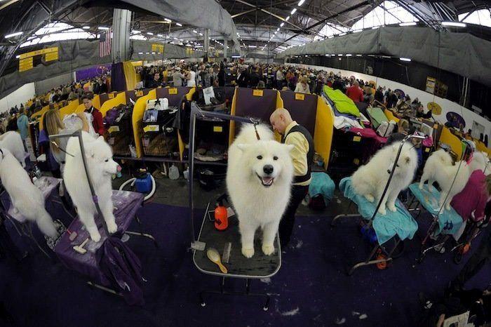 29 cosas que pasan en los concursos de belleza canina (FOTOS)