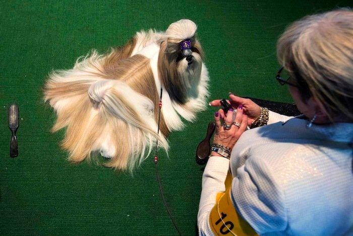 29 cosas que pasan en los concursos de belleza canina (FOTOS)