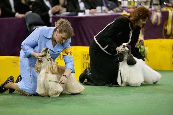 29 cosas que pasan en los concursos de belleza canina (FOTOS)