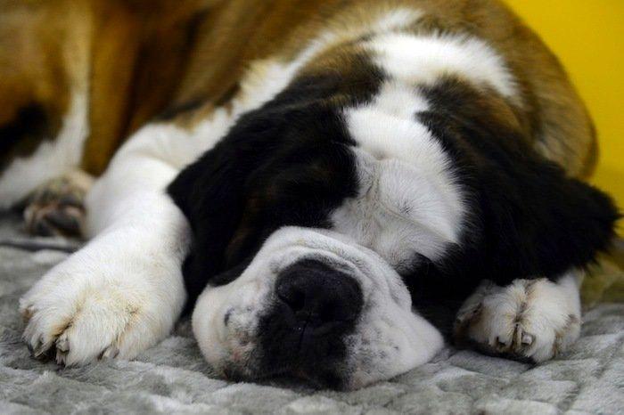 29 cosas que pasan en los concursos de belleza canina (FOTOS)